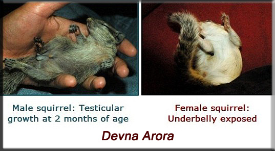 Devna Arora - Indian palm squirrel - sexing squirrels